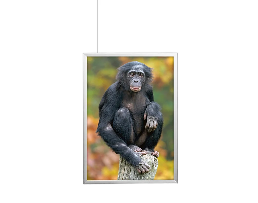 Biała rama typu Hanger Snap Frame z plakatem przedstawiającym małpę na kolorowym tle.