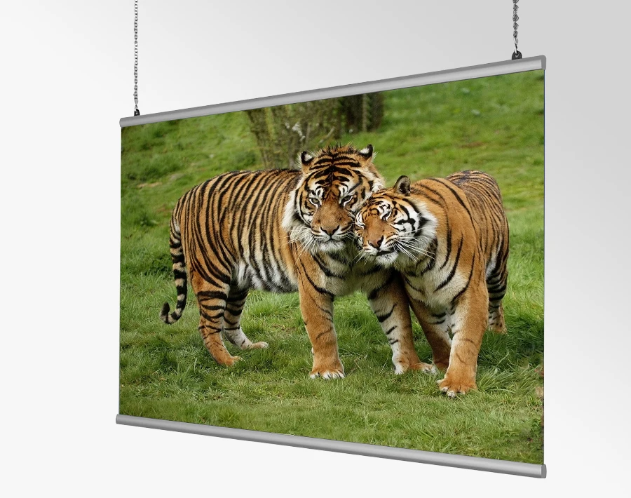 Biały system Hanger z poziomym plakatem przedstawiającym dwa tygrysy na trawie.