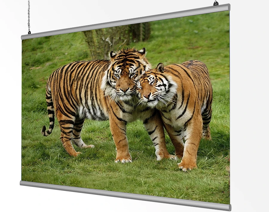 Biała listwa plakatowa z poziomym plakatem przedstawiającym dwa tygrysy na zielonej trawie.